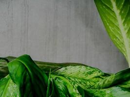 single, large, green leaf with prominent variegation stands out against a textured concrete wall. photo