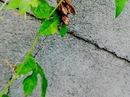 A close up of a plant growing on a wall photo