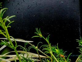 A plant with a flower in it photo