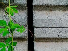 resilient vine climbs a weathered wall, showcasing nature's tenacity. The image features dried tendrils and leaves, adding texture. photo