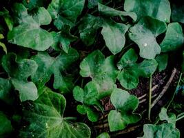 vibrant green leaves with intricate textures and veins. photo