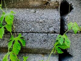 resilient vine climbs a weathered wall, showcasing nature's tenacity. The image features dried tendrils and leaves, adding texture. photo