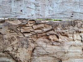 features a weathered piece of wood with natural cracks and wormholes photo