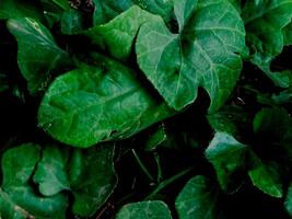 vibrant green leaves with intricate textures and veins. photo