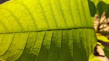 Immerse yourself in the beauty of nature with this close-up photo capturing the delicate details and contrasting colors of a leaf. Ideal for enhancing any creative project
