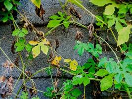 resilient vine climbs a weathered wall, showcasing nature's tenacity. The image features dried tendrils and leaves, adding texture. photo
