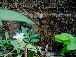 resilient plant grows out of a crack in a weathered brick wall, showcasing the beauty and tenacity of nature. photo
