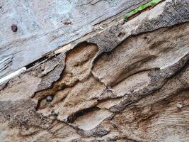 features a weathered piece of wood with natural cracks and wormholes photo