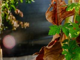 vibrant green leaf stands out against a backdrop of dried, brown leaves, symbolizing the cycle of nature and the passage of time. photo