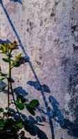 features a plant branch with a curved shadow against a textured wall. photo