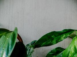 vibrant green plant with glossy leaves adorned with water droplets. The leaves display a rich texture and a healthy sheen. photo