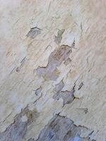 a weathered wooden surface with peeling white paint. The texture is rough and uneven, with visible cracks and chips photo