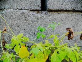 resilient vine climbs a weathered wall, showcasing nature's tenacity. The image features dried tendrils and leaves, adding texture. photo