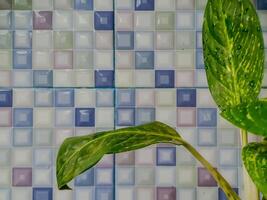 A plant is in front of a colorful tile wall photo