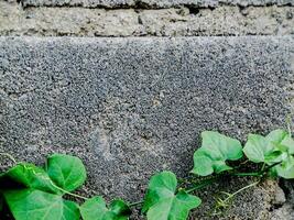 resilient plant grows out of a crack in a weathered brick wall, showcasing the beauty and tenacity of nature. photo