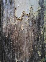 a weathered wooden surface with peeling white paint. The texture is rough and uneven, with visible cracks and chips photo