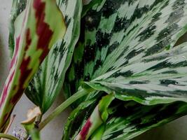 photo showcases lush green leaves with striking red and white variegation. Perfect for nature-themed projects or as a decorative element