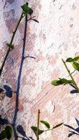 features a plant branch with a curved shadow against a textured wall. photo