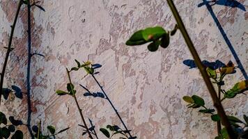 features a plant branch with a curved shadow against a textured wall. photo