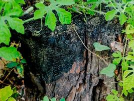 vibrant green plant with lobed leaves thrives amidst the weathered texture of a decaying tree stump photo