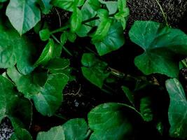 vibrant green leaves with intricate textures and veins. photo
