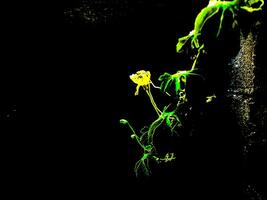Vibrant Tropical Leaf Against a Dark Background. photo