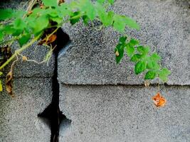 resilient vine climbs a weathered wall, showcasing nature's tenacity. The image features dried tendrils and leaves, adding texture. photo