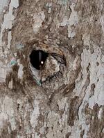 Weathered Wood Planks photo