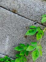 resilient vine climbs a weathered wall, showcasing nature's tenacity. The image features dried tendrils and leaves, adding texture. photo