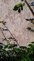 features a plant branch with a curved shadow against a textured wall. photo