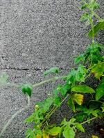 resilient vine climbs a weathered wall, showcasing nature's tenacity. The image features dried tendrils and leaves, adding texture. photo