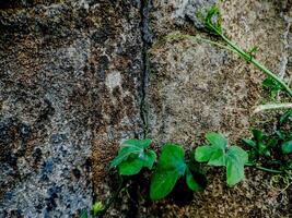 resilient plant grows out of a crack in a weathered brick wall, showcasing the beauty and tenacity of nature. photo