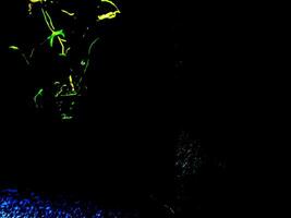 Vibrant Tropical Leaf Against a Dark Background. photo