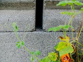 resilient vine climbs a weathered wall, showcasing nature's tenacity. The image features dried tendrils and leaves, adding texture. photo