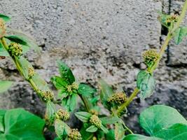 resilient plant grows out of a crack in a weathered brick wall, showcasing the beauty and tenacity of nature. photo