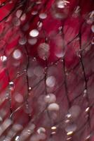 drop glare from water on a black mesh on a blurred red background. Abstract background photo