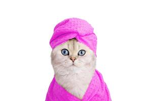 cute white cat in a pink towel on his head and a pink bathrobe on a white background photo