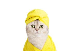 funny white British cat in a yellow towel on his head and a yellow robe on a white background photo