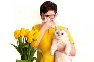 a dark-haired boy holds a white cat and covered his nose with a paper napkin and sneezes photo