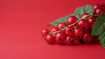 A Symphony of Red A Sprig of Ripe Red Currants on a Vibrant Crimson Background photo