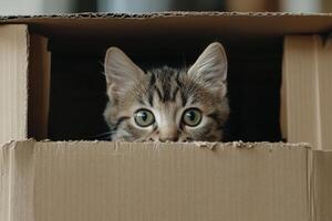 Curious kitten peeking from a cardboard box indoors photo
