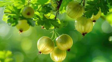 Sun-Kissed Gooseberries Hanging On A Branch In Summer photo