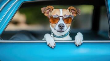 Adorable dog with sunglasses sitting in the backseat of a car photo