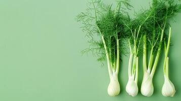 Fresh Fennel Bulbs Arranged On A Soft Green Background photo