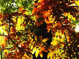 The leaves of a tree are yellow and the sunlight is shining through the branches. Concept of warmth and tranquility, as the bright colors of the leaves contrast with the green of the tree photo