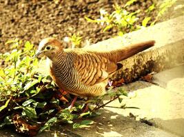 A wild zebra dove bird or geopella striata is walking on a sidewalk. The bird is brown and has a black beak photo