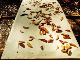A table covered in leaves near the park on a sidewalk. The leaves are scattered all over the table and the ground photo