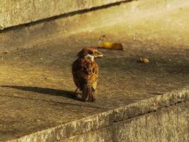 A house sparrow bird or passer domesticus is walking on a concrete ledge. The bird is eating a seeds and looking down at the ground photo