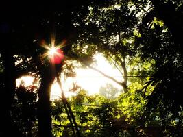 A tree with a sun shining through it. The sun is bright and the tree is full of leaves photo