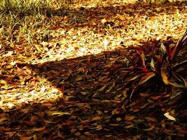 A pile of dried leaves on the ground with a bright orange color. The leaves are scattered all over the ground, creating a colorful and vibrant scene photo